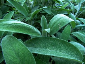 Blatt einer Salbeipflanze