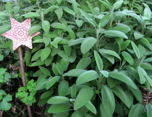 Salbei officinalis als Pflanze im Garten
