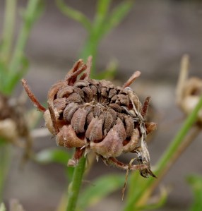Verblühte Ringelblume mit Samenkörnern