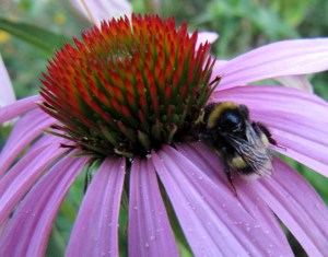 Echinaceablüte, Detailaufnahme mit wilder Biene