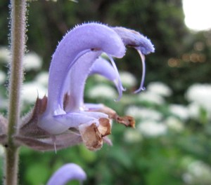 Muskatellersalbei, Detail der Blüte