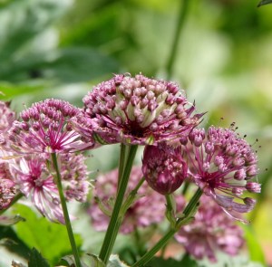 Blüte der Sterndolde