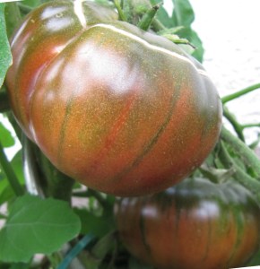 Tomatensorte Tschernij Prinz