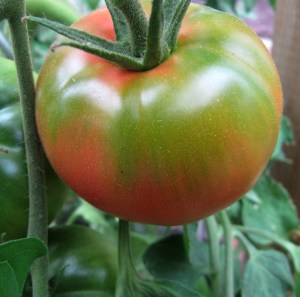 Tomatensorte Rose de Berne