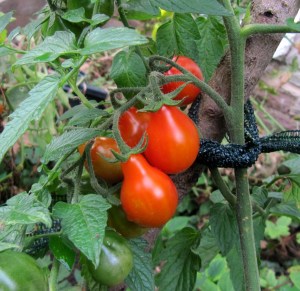 Buschtomate Sibirisches Birnchen