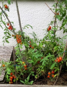 Buschtomate Sibirisches Birnchen