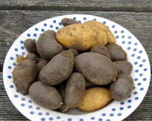 Frisch geerntete Kartoffeln an denen noch Erde klebt