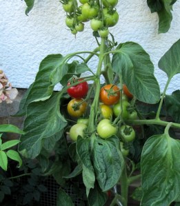 Tomatenpflanze der Sorte Matina mit reifen Früchten
