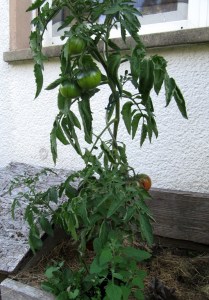 Tomatenpflanze der Sorte Tschernij Prinz