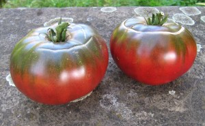 Reife Tomaten der Sorte Tschernij Prinz