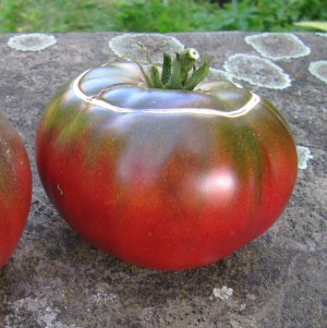 Reife Tomate der Sorte Tschernij Prinz