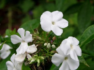 Blüte des Phlox