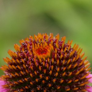 Nahaufnahme der Blüte einer Echinacea