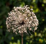 Verblühter Zierlauch