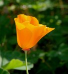 Einzelne Blüte des Kalifornischen Mohns