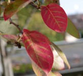 Herbstfarbene Blätter der Felsenbirne
