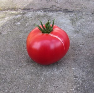 rEIFE tOMATE DER sORTE rOSE DE bERNE