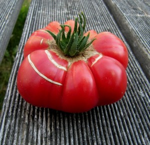 Reife Tomate der Sorte Brandywine pink
