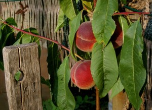 Reife Pfirsiche am Baum