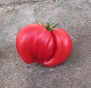 Reife Tomate der Sorte Ochsenherz