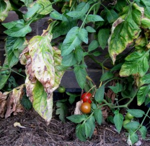 Tomatenpflanze mit roten Früchten und von Krautfäule befallenen Blättern
