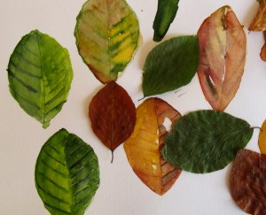 Einzelne Blätter Herbstlaub als Blätter vom Baum und als Aquarell