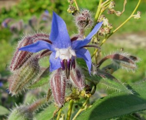 Blüte des Boretsch
