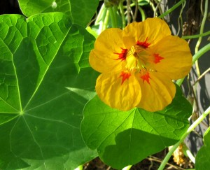 Blüte der Kapuzinerkresse