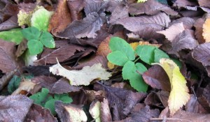 Gierschpflanze zwischen Herbstlaub