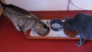 Zwei Katzen an ihrem Futterplatz