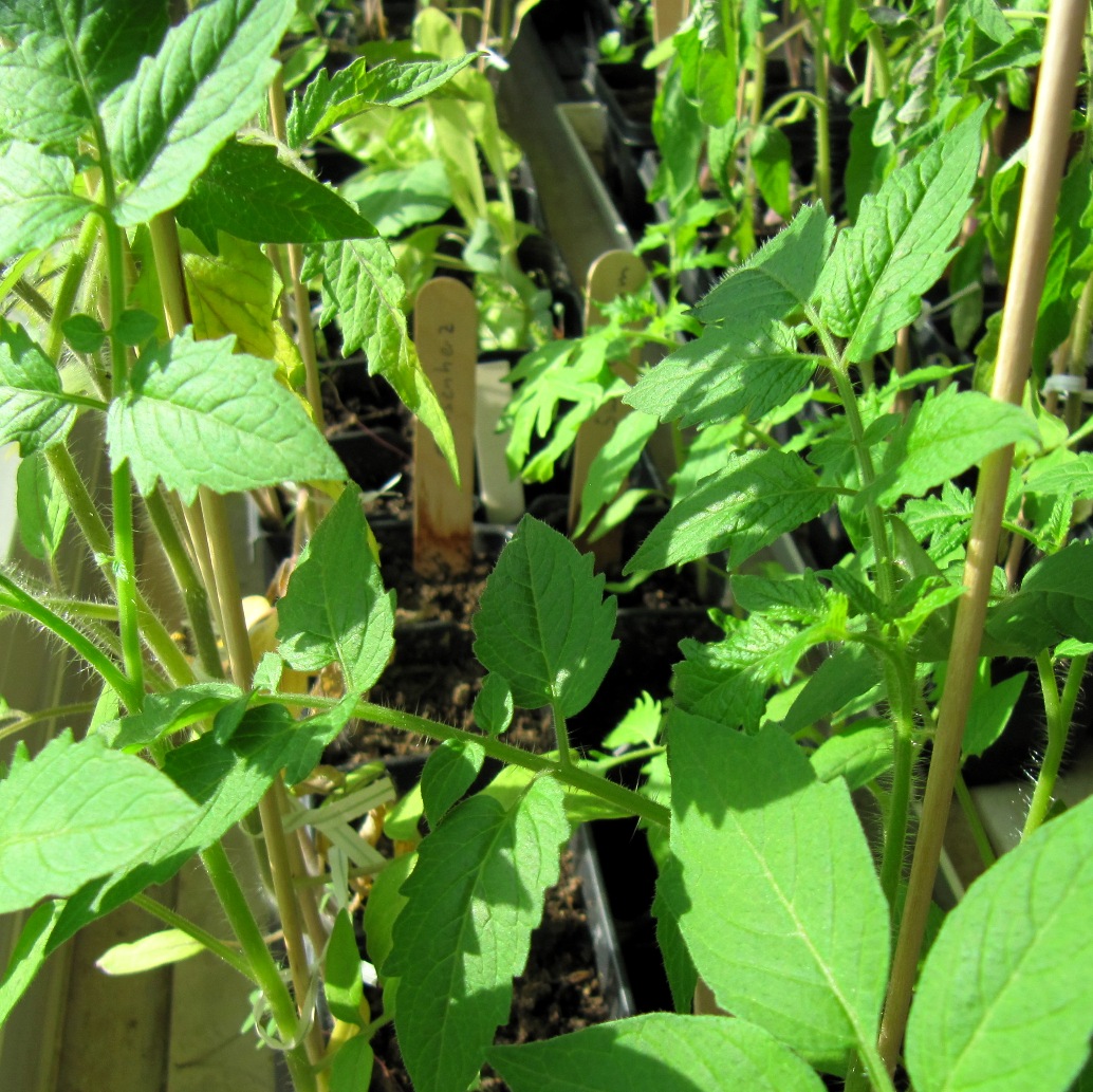Tomaten Aussaat Freiland