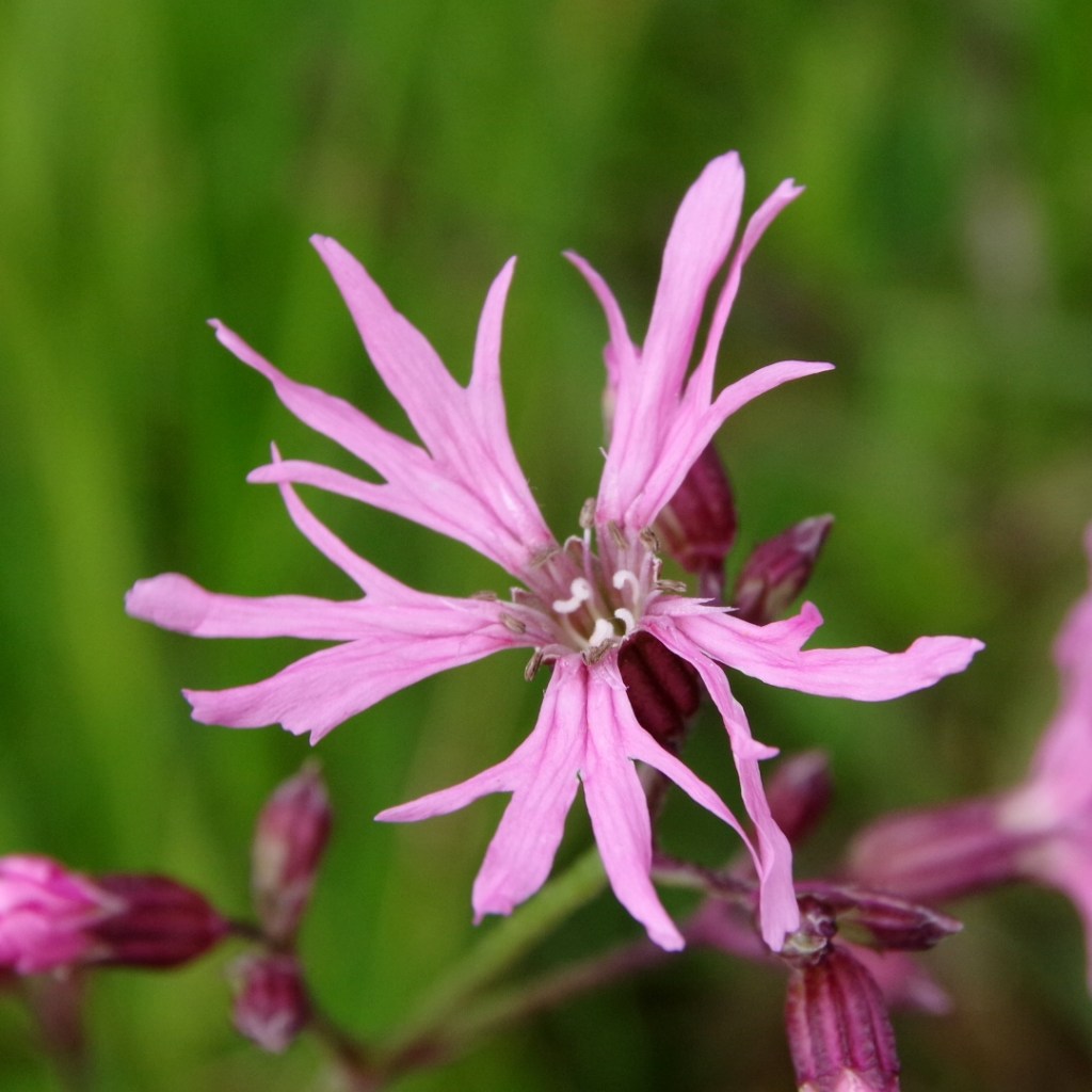 Blüte der Kuckuckslichtnelke