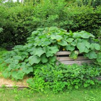 Hochbeet mit Kürbispflanzen