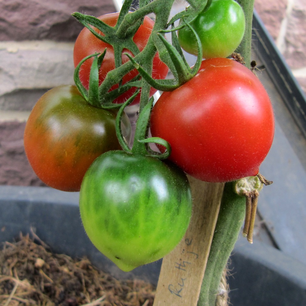 Tomate Ruthje