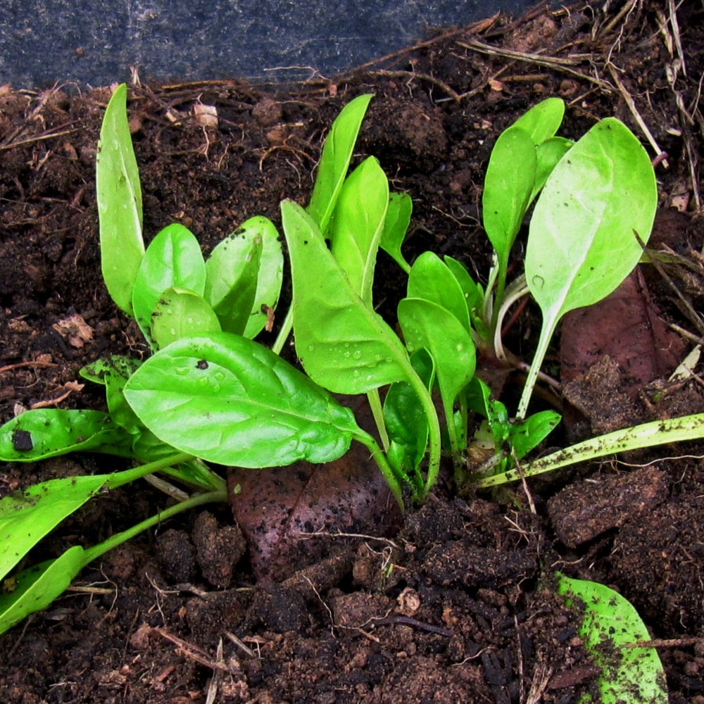 Spinat (Jungpflanze)