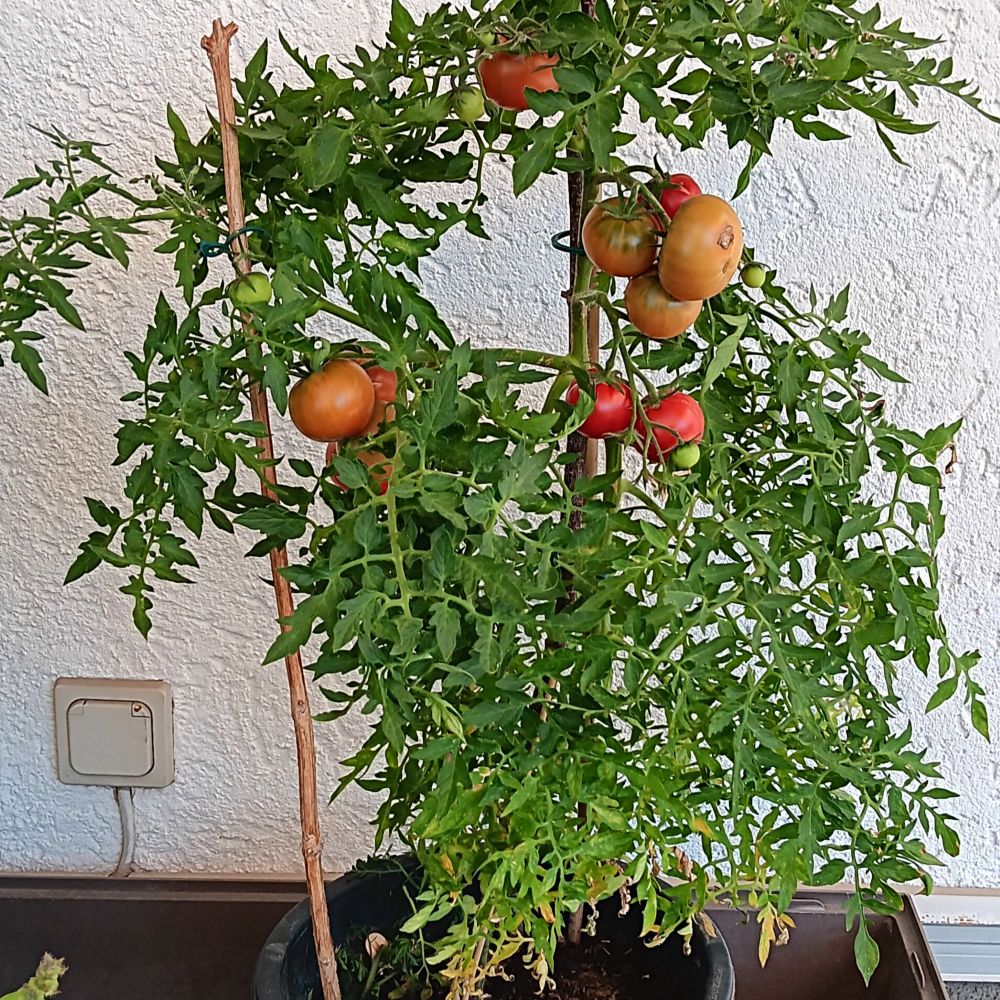 Silbertanne: Ertragreiche Balkontomate